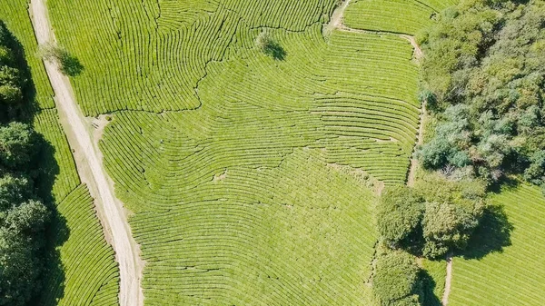 Flight over tea plantation. Krasnodar, Sochi, Russia — Stock Photo, Image