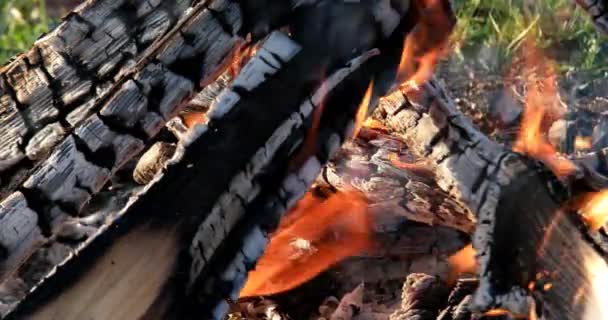 Oheň Hoří Closeup Letní Kemp Video Ultrahd — Stock video