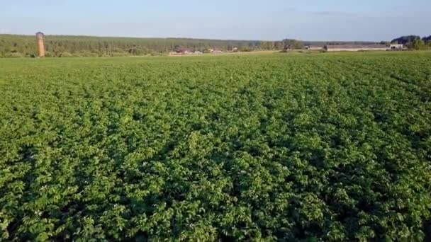 Flygande Över Fältet Potatis Video Ultrahd — Stockvideo