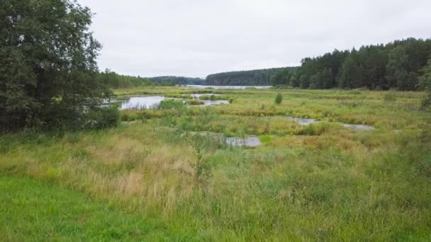 Flygfoto Över Våtmark Och Gröna Träd Video Ultrahd — Stockvideo