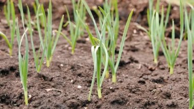 Bahar bahçe içinde büyüyen genç sarımsak. Video.