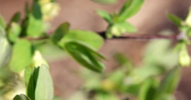 Bumblebee Poliniza Las Flores Madreselva Primavera Vídeo Ultrahd — Vídeos de Stock
