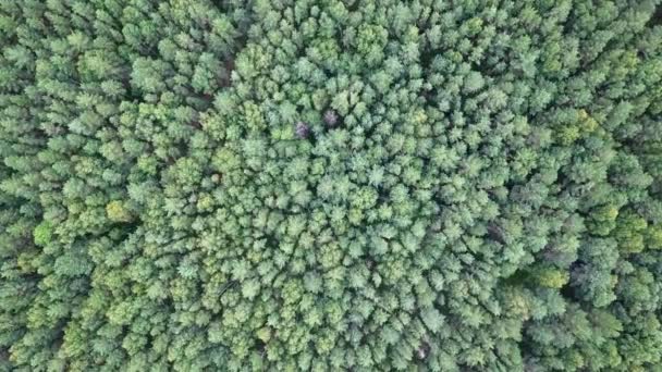 Aerial View Tops Pines Forest Flying Camera Video — Stock Video