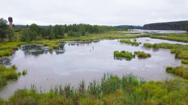 Letecký Pohled Mokřadní Zelené Stromy Video Ultrahd — Stock video