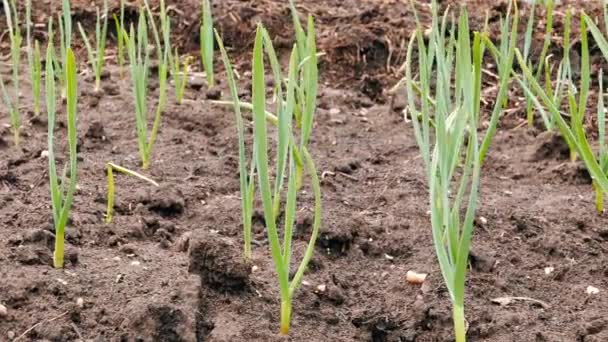 Young Garlic Growing Spring Garden Video — Stock Video