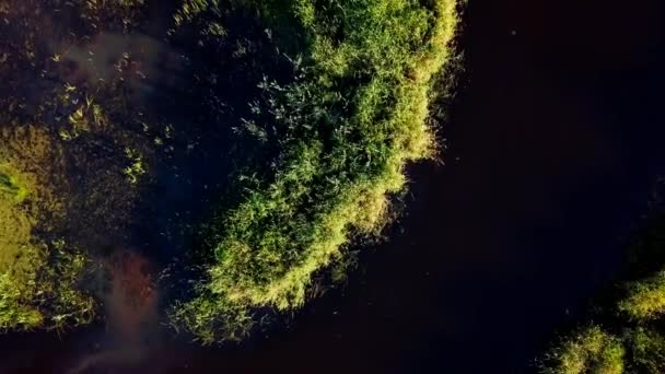 Span Ovanför Sumpiga Området Floden Huvud Över Skott Flygning Video — Stockvideo