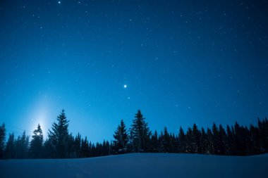 Yıldızlı kış gökyüzü arka plan üzerinde Noel ağaçları. Ay