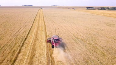 Hasat hasat buğday alanında birleştirmek 