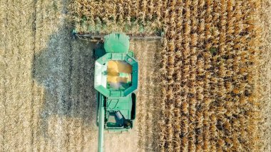 Mısır hasat. Hasat alanından Mısır toplamak. Rusya 