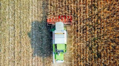 Rusya, Krasnodar - 30 Ağustos 2017: mısır hasat. Hasat alanından Mısır toplamak. Rusya 
