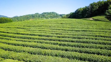 Uçuş çay plantasyon içinde. Krasnodar, Sochi, Rusya Federasyonu 