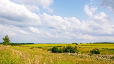 Ayçiçeği bulutlu havalarda arka planda alanları