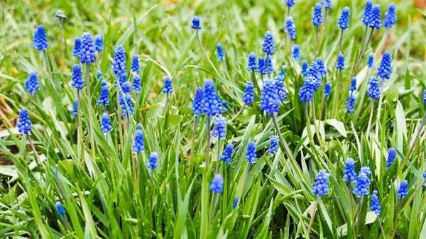 Mavi çiçekler Muscari yeşil bir arka plan üzerinde — Stok fotoğraf