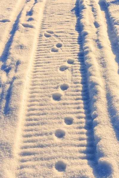 Footprints in the snow on a snowmobile and little animals — Stock Photo, Image