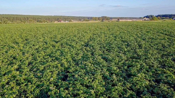 Пролетая над картофельным полем — стоковое фото