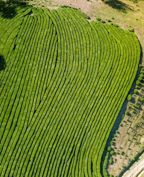 Voo sobre plantação de chá. Krasnodar, Sochi, Rússia — Fotografia de Stock