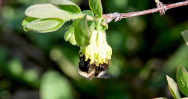 Bumblebee Hanımeli çiçekleri pollinates. Sprin