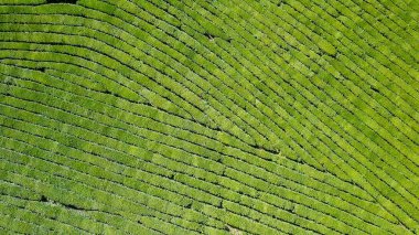 Uçuş çay plantasyon içinde. Krasnodar, Sochi, Rusya Federasyonu 