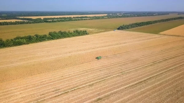 옥수수의 수확. 수확 현장에서 옥수수를 수집 합니다. 러시아 — 스톡 사진