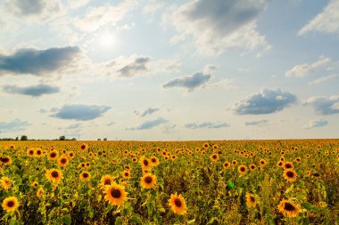 Gökyüzü bulutlu ayçiçeği tarlası