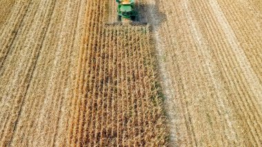Mısır hasat. Hasat alanından Mısır toplamak. Rusya 