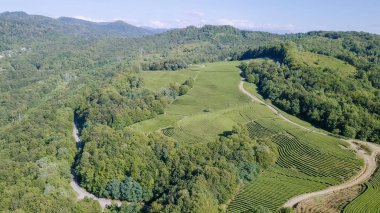 Dağlar, orman ve çay plantasyon ile kaplıdır. Sochi, Rusya Federasyonu 