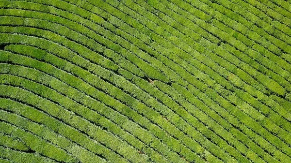 Voo sobre plantação de chá. Krasnodar, Sochi, Rússia — Fotografia de Stock