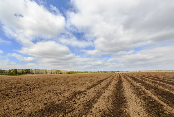 Пшеничное поле после посадки картофеля — стоковое фото