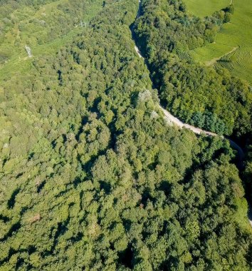 Dağlar ormanıyla kaplıdır. Ve bir çay plantasyon. Ortada bir asfalt yol. Sochi, Rusya Federasyonu 