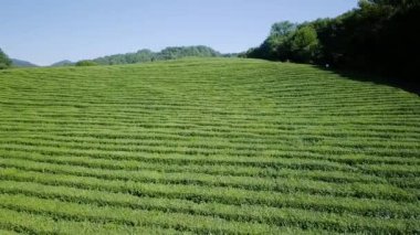 çay plantasyon hava görünümünü. Krasnodar, Sochi, Rusya Federasyonu, Video. UltraHD (4k)