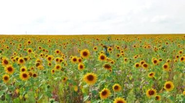 güzel alan ayçiçeği, tarım arka plan. Video. UltraHD (4k)