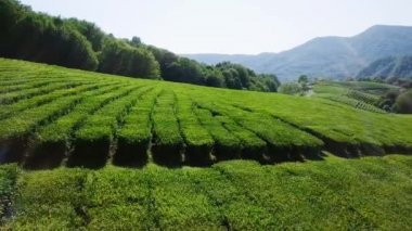 çay plantasyon hava görünümünü. Krasnodar, Sochi, Rusya Federasyonu, Video. UltraHD (4k)