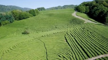 çay plantasyon hava görünümünü. Krasnodar, Sochi, Rusya Federasyonu, Video. UltraHD (4k)