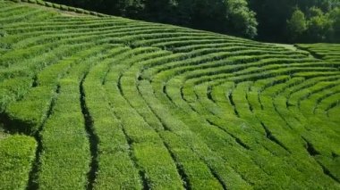 çay plantasyon hava görünümünü. Krasnodar, Sochi, Rusya Federasyonu, Video. UltraHD (4k)
