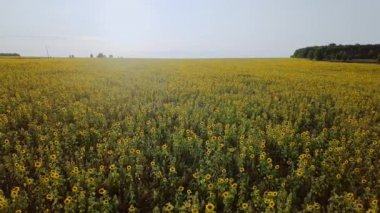 güzel alan ayçiçeği, Rusya Federasyonu Hava görünümünü. Video. UltraHD (4k)