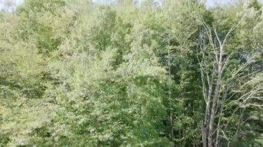 muhteşem dağların panoramik havadan görünümü ile orman, Sochi, Rusya Federasyonu, Video kaplı. UltraHD (4k)