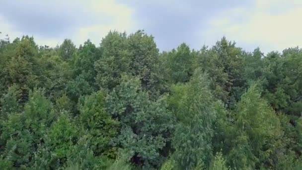 Vista Panorâmica Aérea Bosque Verão Prados Rússia Vídeo Ultrahd — Vídeo de Stock