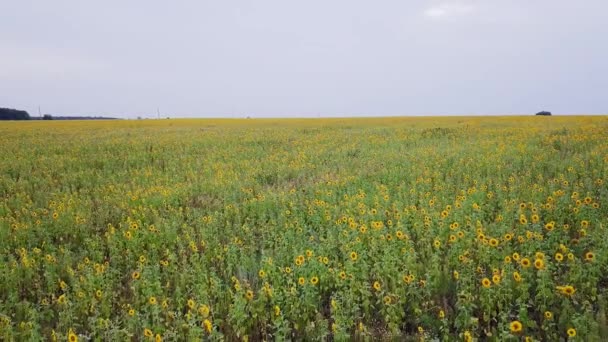 Survoler le champ de tournesols. Automne. La Russie. Vidéo. UltraHD (4K )