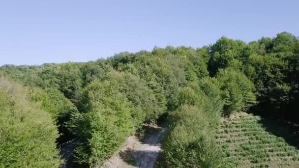 Vista Aérea Del Bosque Plantación Krasnodar Sochi Rusia Video Ultrahd — Vídeos de Stock