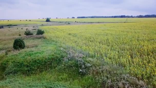 Flygfoto Över Vackra Fält Solrosor Ryssland Video Ultrahd — Stockvideo