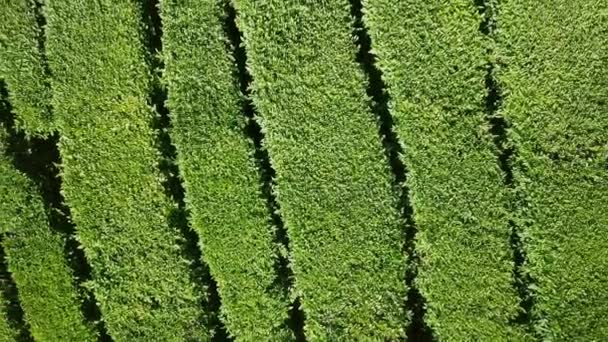 Aerial View Tea Plantation Krasnodar Sochi Russia Video Ultrahd — Stock Video