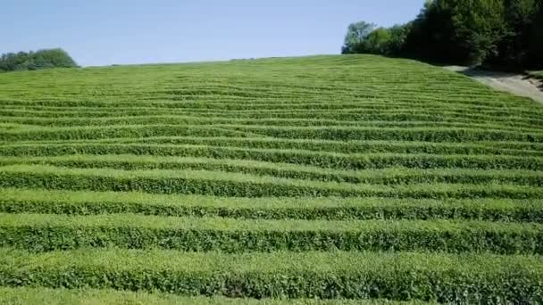 Vista Aérea Plantación Krasnodar Sochi Rusia Video Ultrahd — Vídeos de Stock