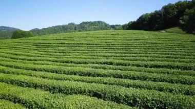 çay plantasyon hava görünümünü. Krasnodar, Sochi, Rusya Federasyonu, Video. UltraHD (4k)