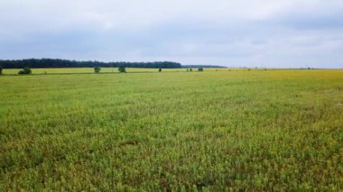 güzel alan ayçiçeği, Rusya Federasyonu Hava görünümünü. Video. UltraHD (4k)