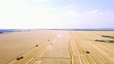 Hasat hasat buğday alanında birleştirir. Video. UltraHD (4k)