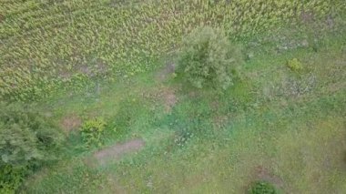 Çim, ayçiçeği tarlası uçuş üzerinde uçuş. Rusya. Video. UltraHD (4k)