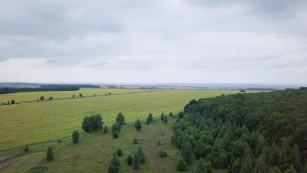 Εναέρια Άποψη Του Όμορφη Πεδίου Των Ηλίανθων Ρωσία Βίντεο Ultrahd — Αρχείο Βίντεο