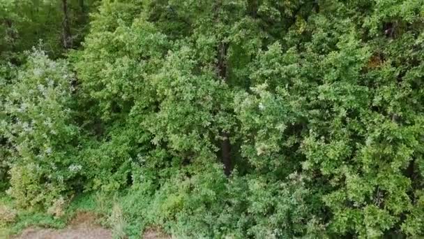 それは 森林の境界から します 木立とフィールドのパノラマ ロシア ビデオ Ultrahd — ストック動画