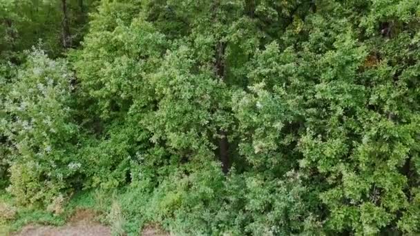 Rivier Ontspringt Uit Grens Van Het Bos Panorama Van Een — Stockvideo