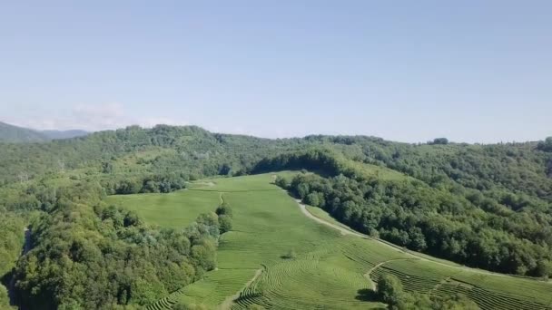 Letecký Pohled Lesní Čajové Plantáže Krasnodar Soči Rusko Video Ultrahd — Stock video